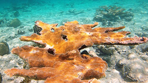 Bachelor’s Beach in Beach Bonaire