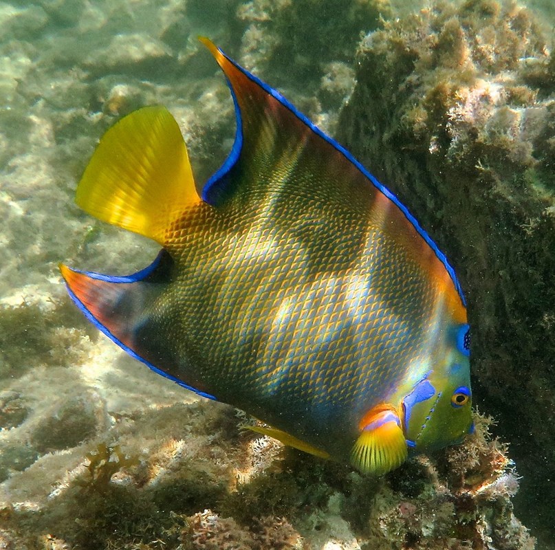 Queen angelfish representing the marine life around St. John
